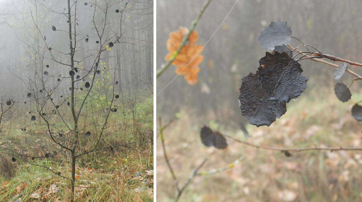 черные осенние листья - Лера черные осенние листья - Лера