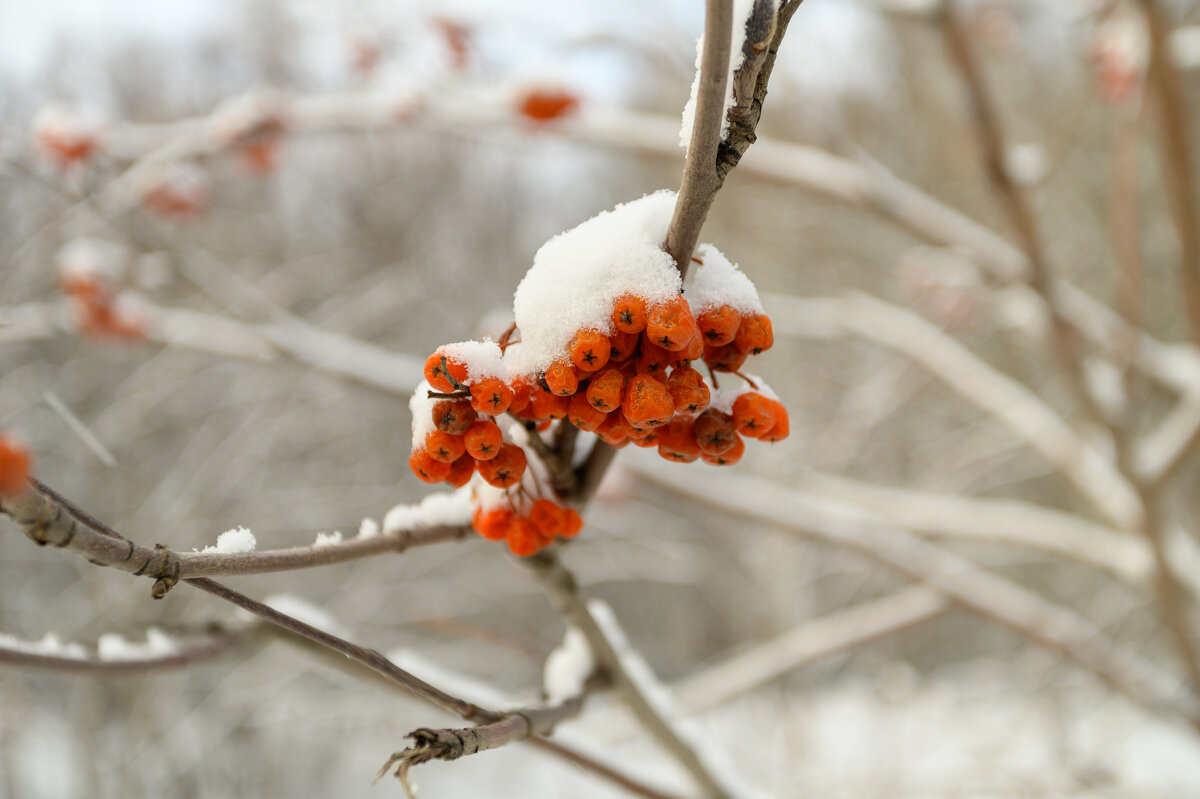Рябинка в снегу - Владимир 