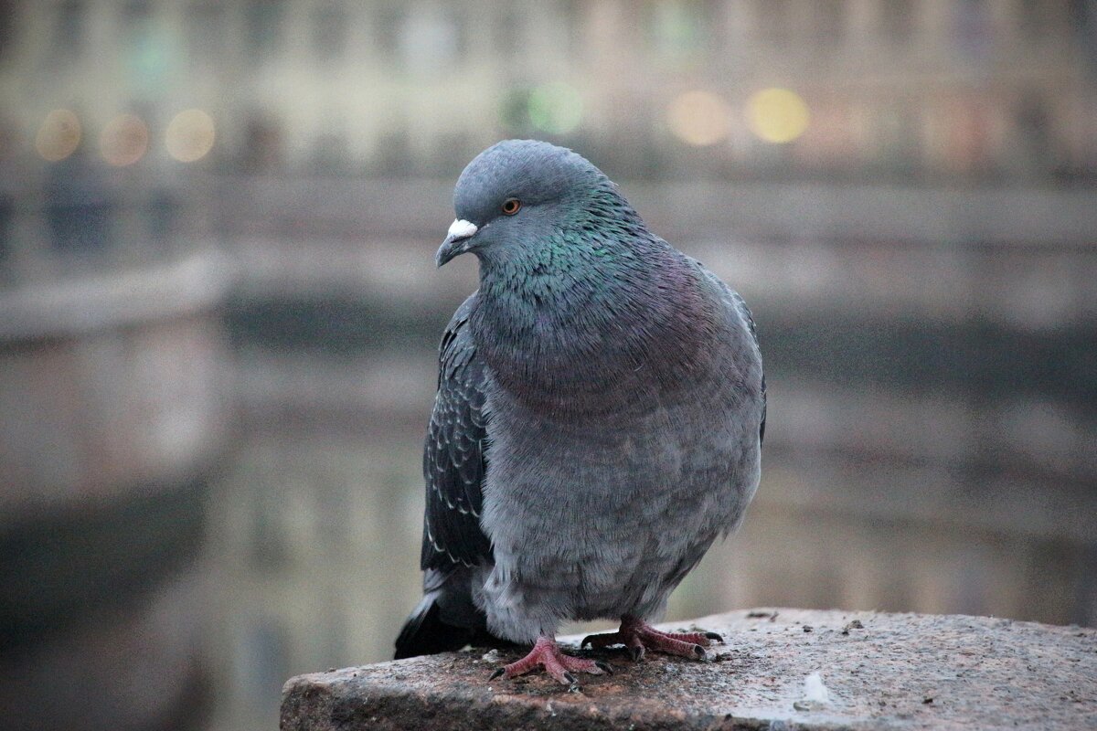 *** - Наталья Герасимова
