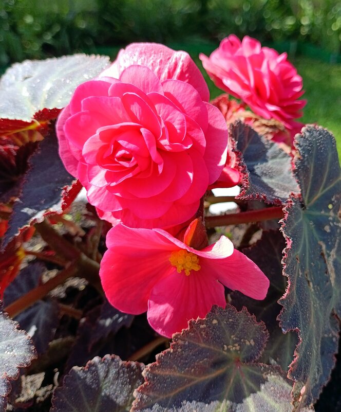 Бегония. - Ирина ***