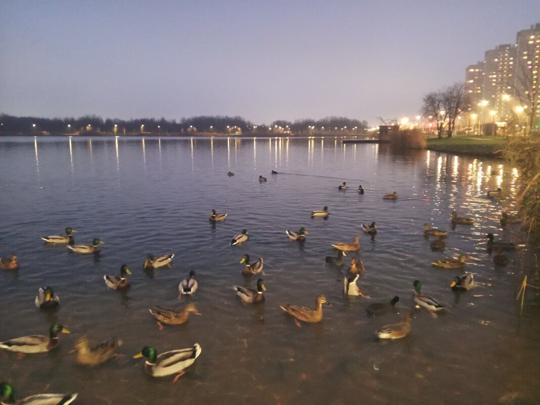 Утки - Сапсан 