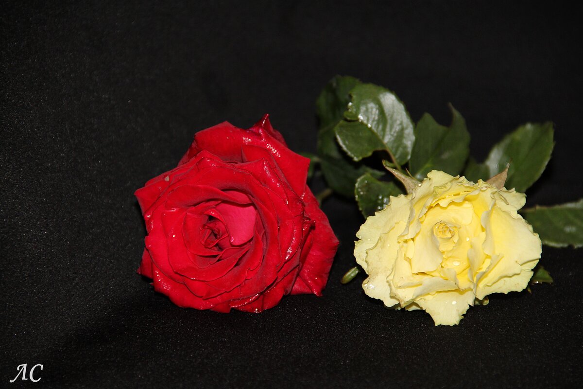 *** - Любовь Сахарова