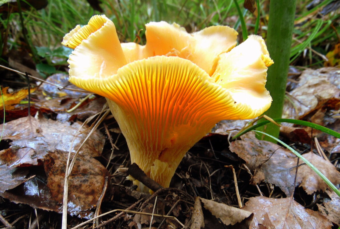 Рыжая лисичка. - nadyasilyuk Вознюк Рыжая лисичка. - nadyasilyuk Вознюк