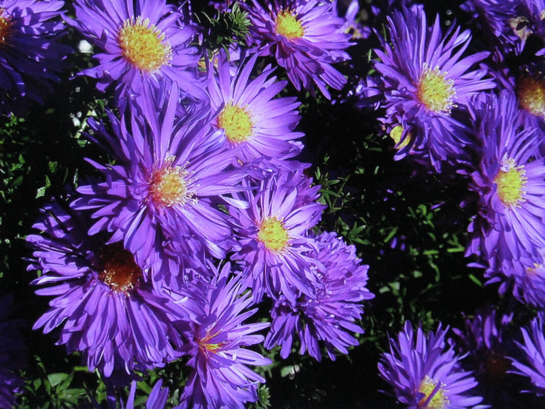 Во всей красе - Людмила Смородинская Во всей красе - Людмила Смородинская