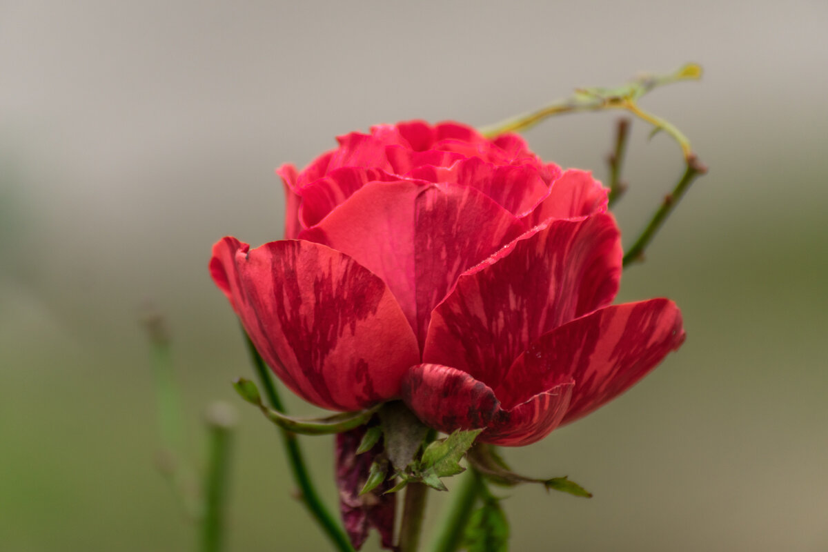 Красная роза - Игорь Сикорский Красная роза - Игорь Сикорский