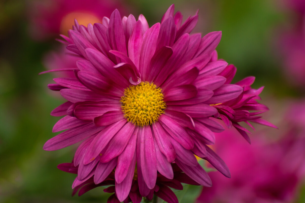 Хризантема - Игорь Сикорский