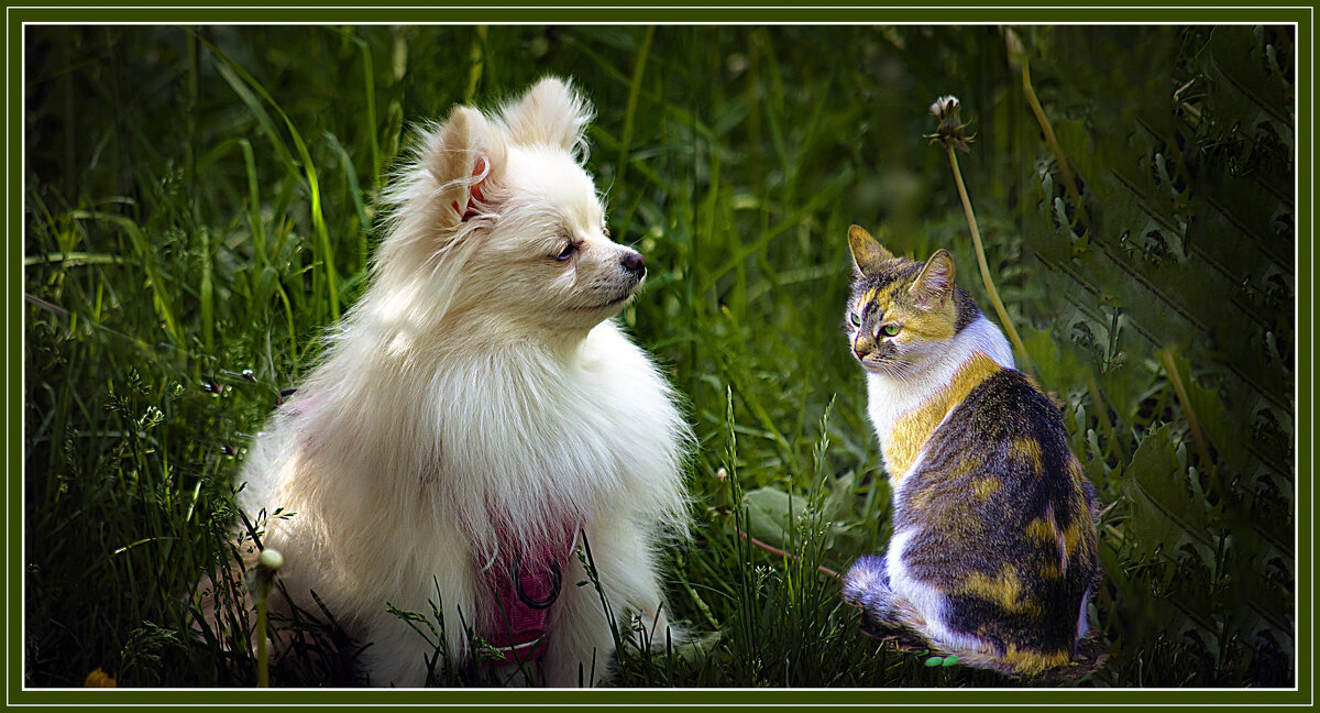 Кошечка с собачкой - Владимир Кроливец Кошечка с собачкой - Владимир Кроливец