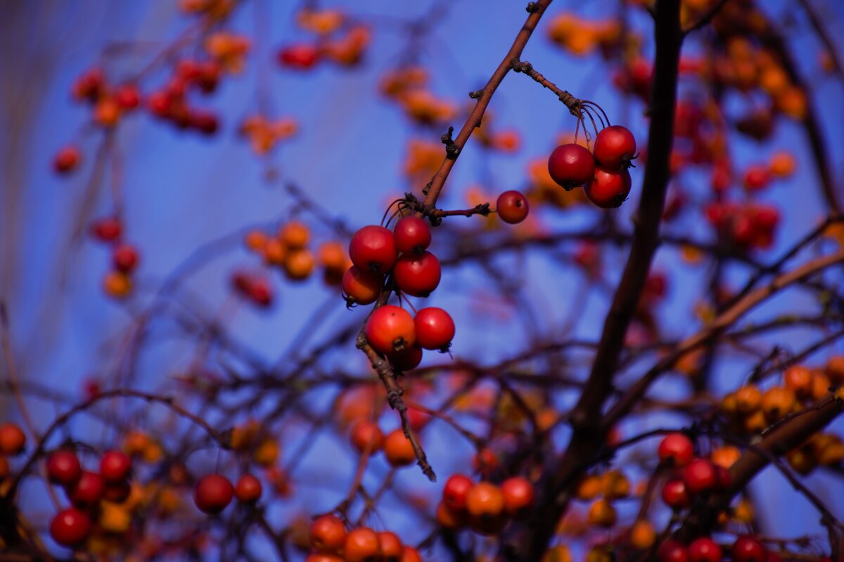 Ранетки 2. - Юрий Полторыхин.