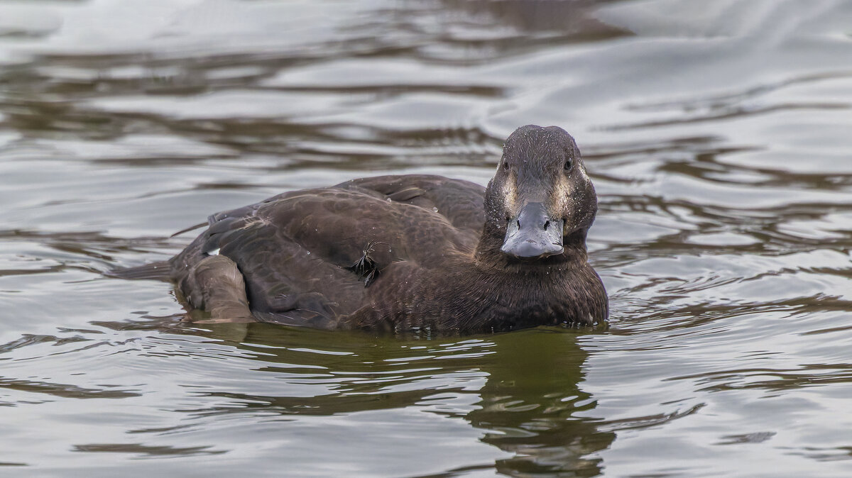 турпан. - юрий макаров