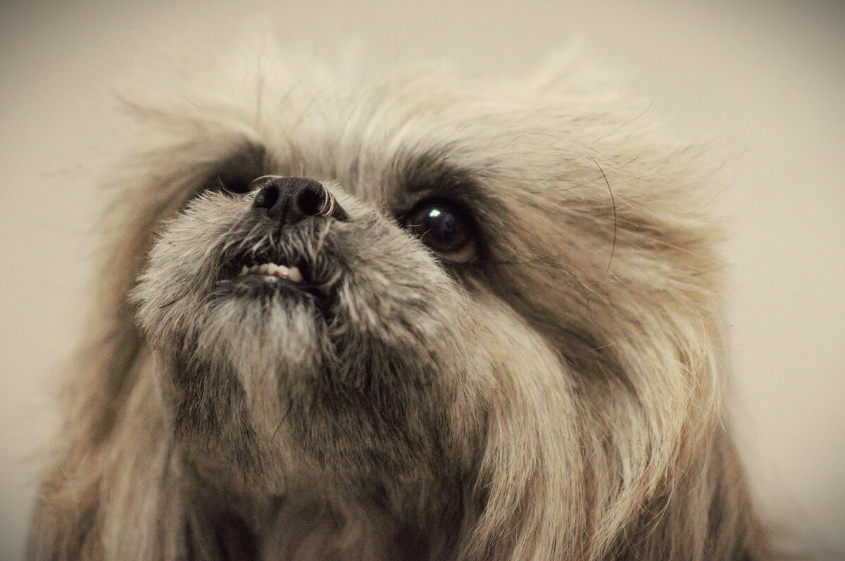 Лола - Юрий Полторыхин.