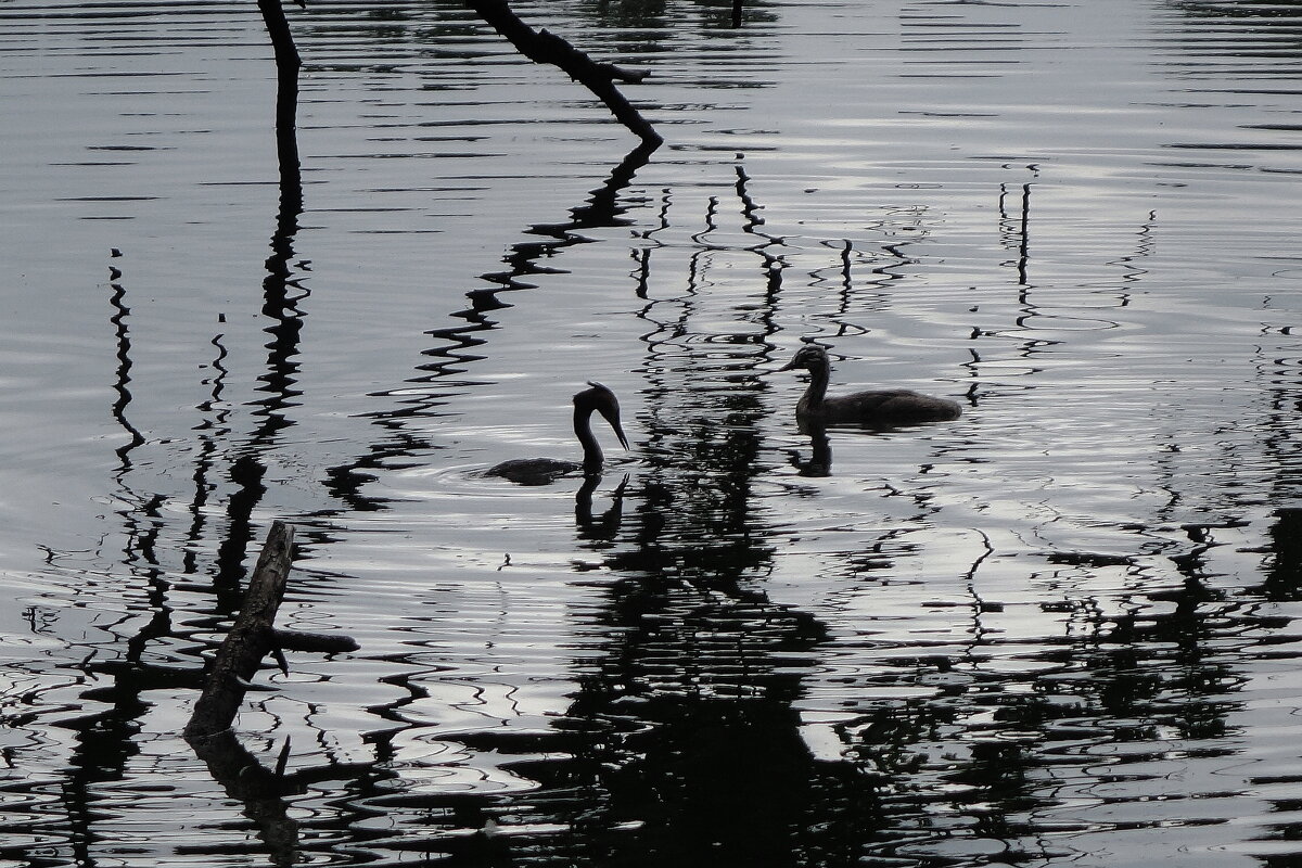 Магия монохрома - Рита Симонова Магия монохрома - Рита Симонова