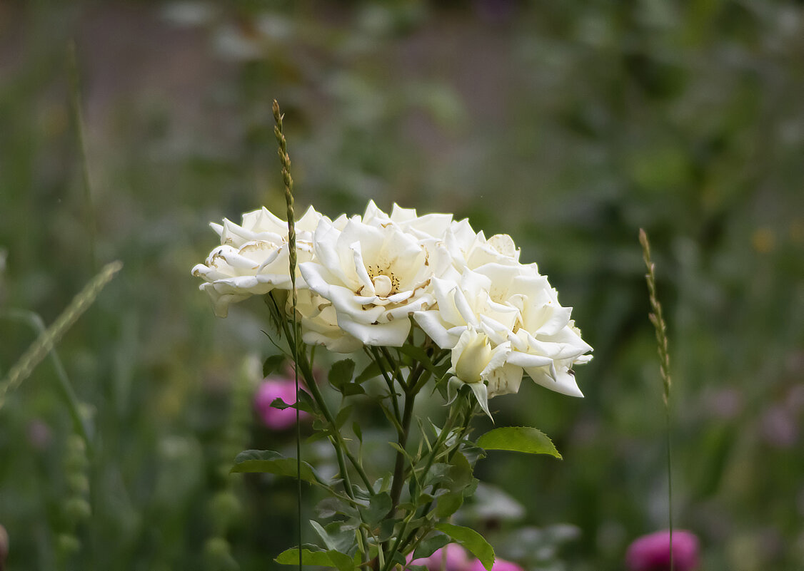 Розы, - Александр Розы, - Александр