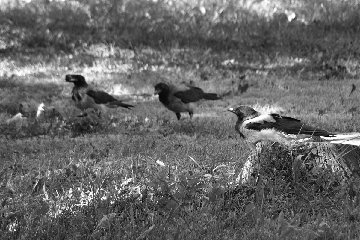 *** - Сергей Сергеев