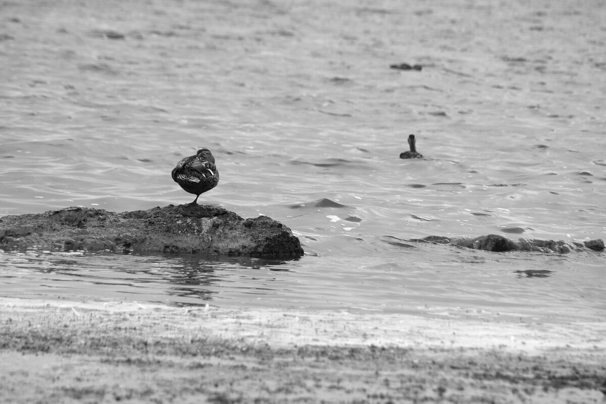 *** - Сергей Сергеев *** - Сергей Сергеев