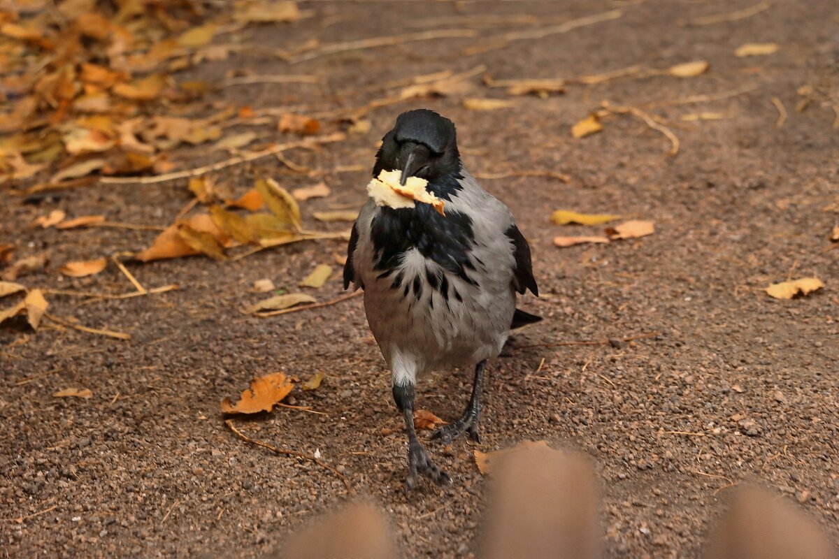 А я иду такая вся, с куском круассана... - Татьяна Бравая А я иду такая вся, с куском круассана... - Татьяна Бравая