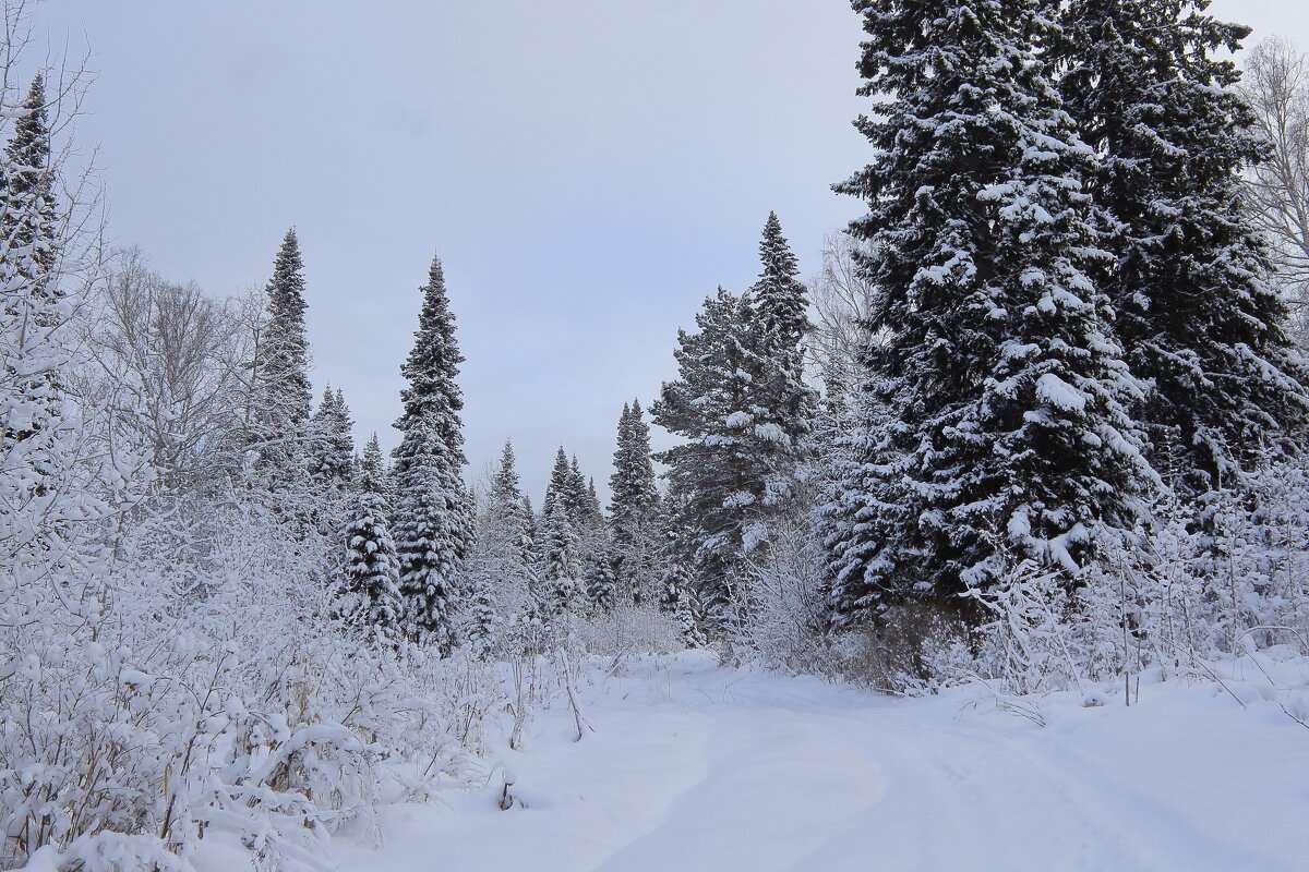 Морозный лес в парадном одеянье - Нина северянка