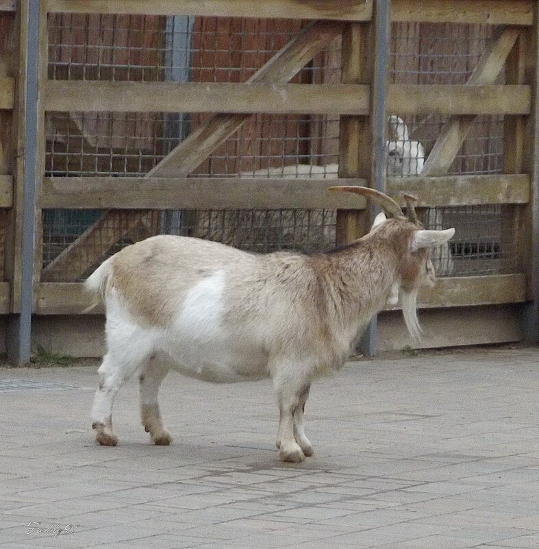 В зоопарке - Freddy 97