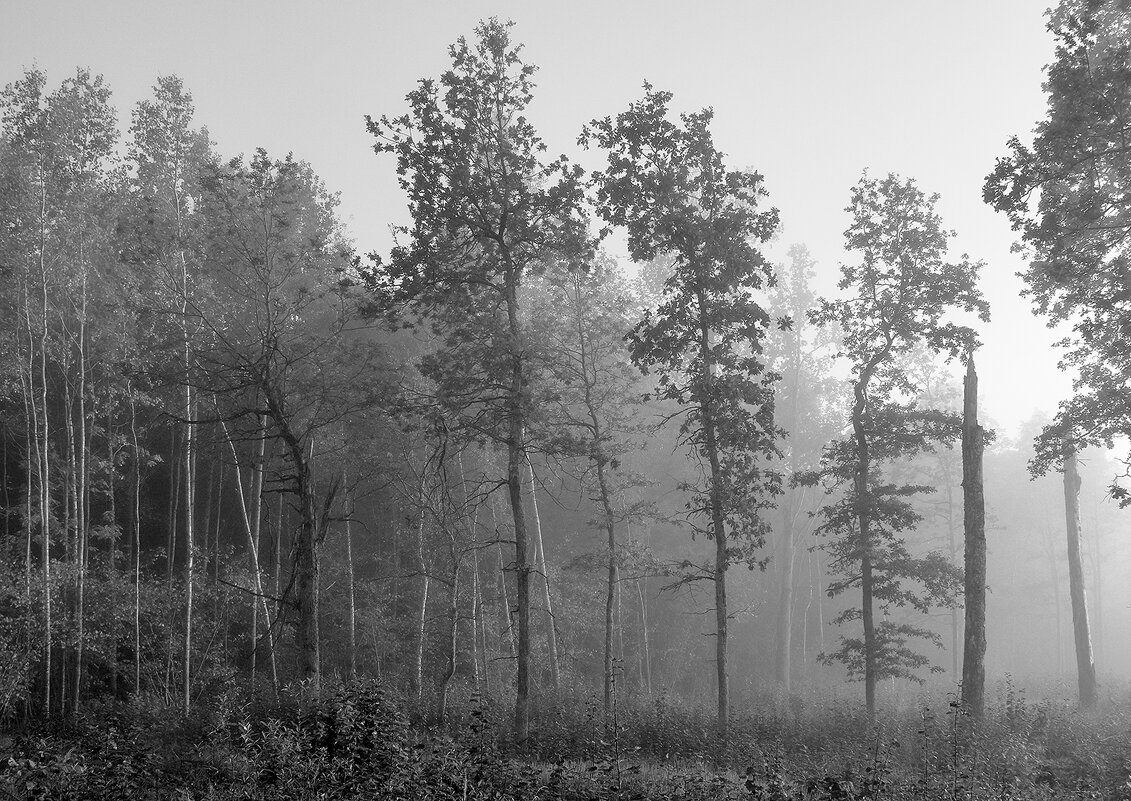 Проходя мимо ... - Genych Bartkus Проходя мимо ... - Genych Bartkus