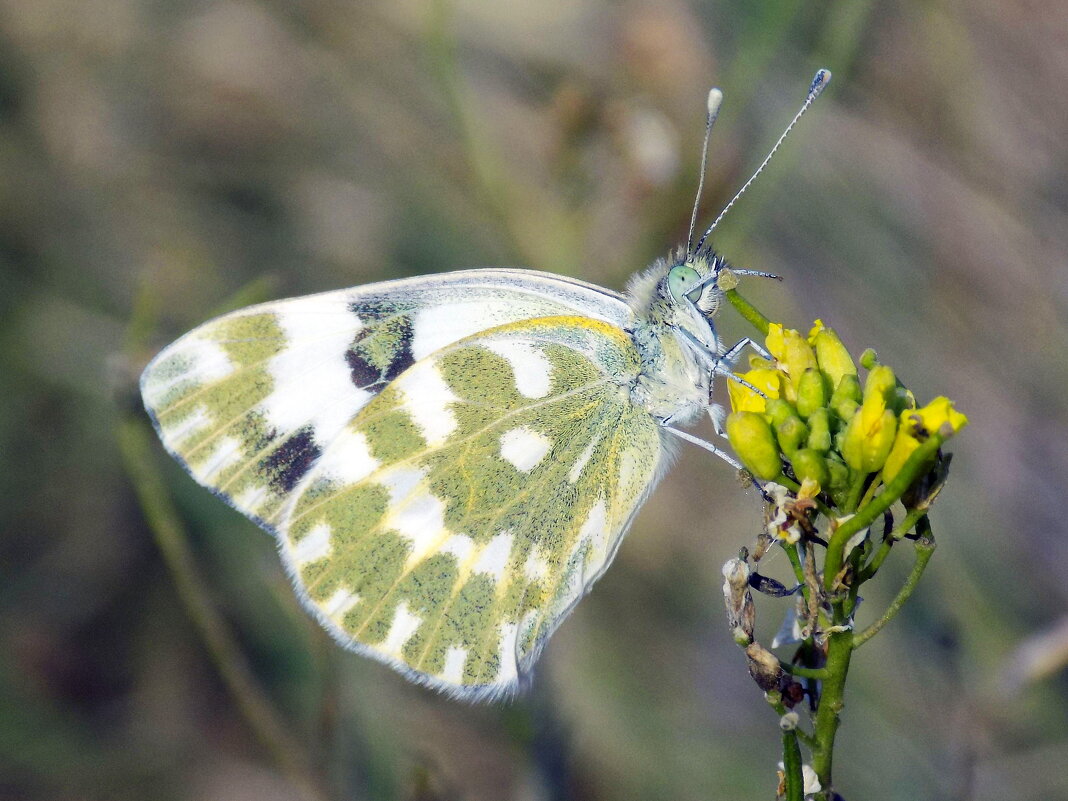 Рапсовая белянка - Константин Штарк Рапсовая белянка - Константин Штарк