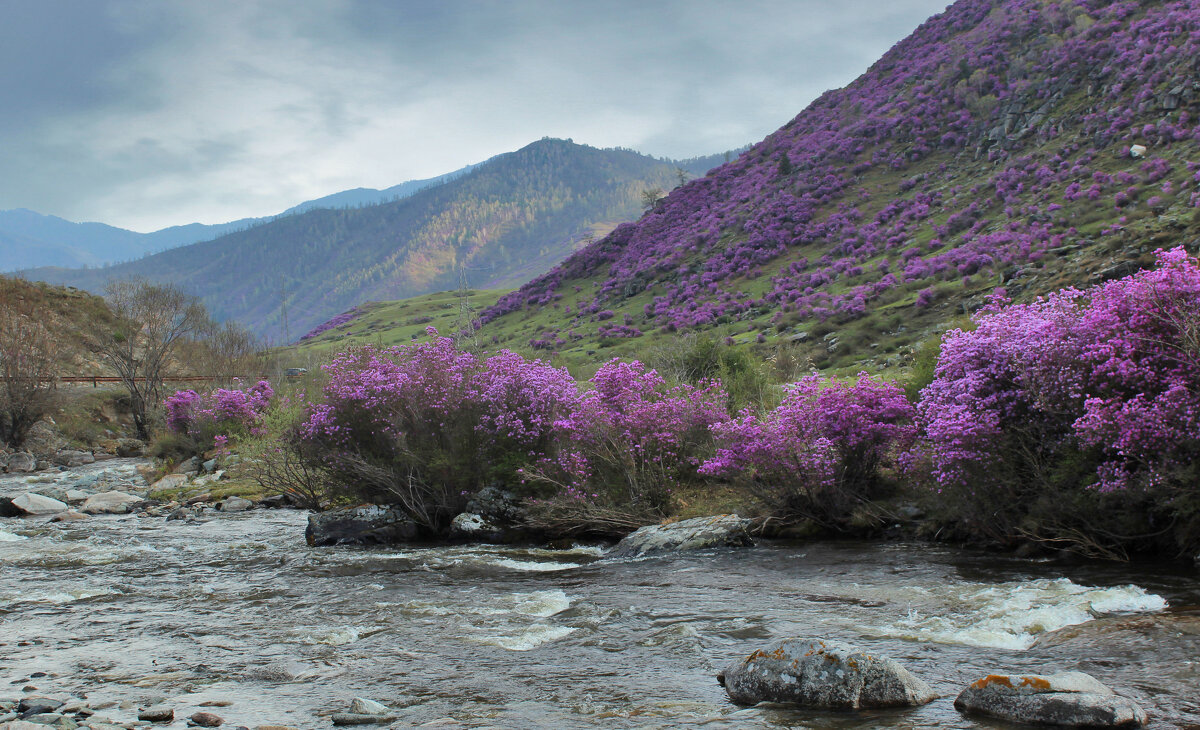 Сиреневые горы - елена беликова Сиреневые горы - елена беликова