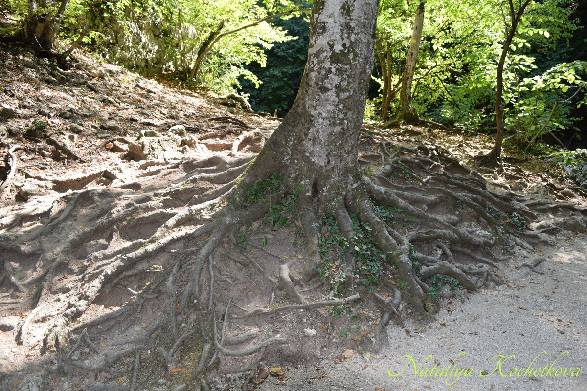 Природа Крыма - Amazing Cosmea Природа Крыма - Amazing Cosmea