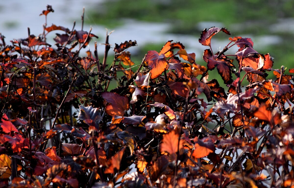 Цвет осени - Павленко Михаил 