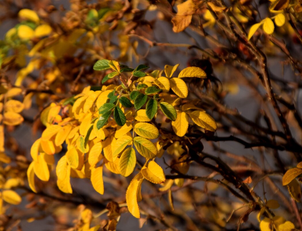 *** - Павленко Михаил *** - Павленко Михаил