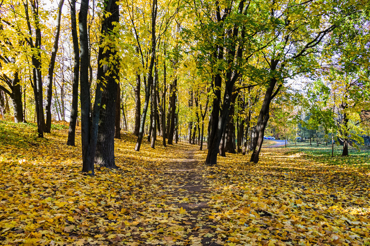 осень золотая - navalon M осень золотая - navalon M