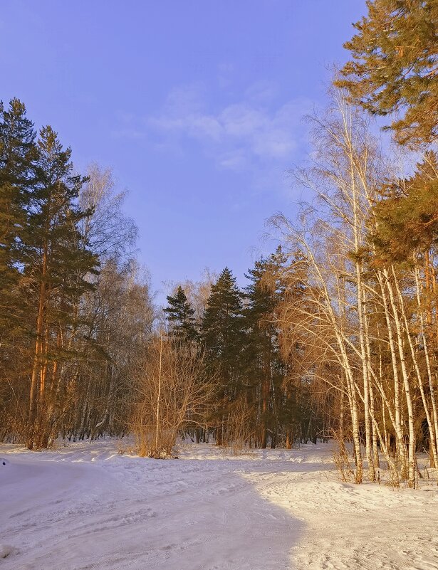 Зимний , солнечный день в смешанном лесу . Бердск . - Мила Бовкун