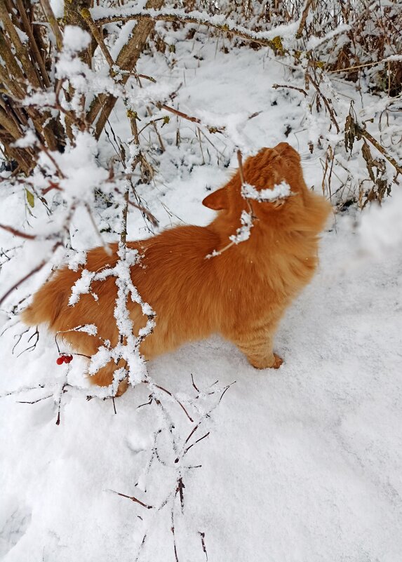 Кот Семён - Светлана Кузнецова