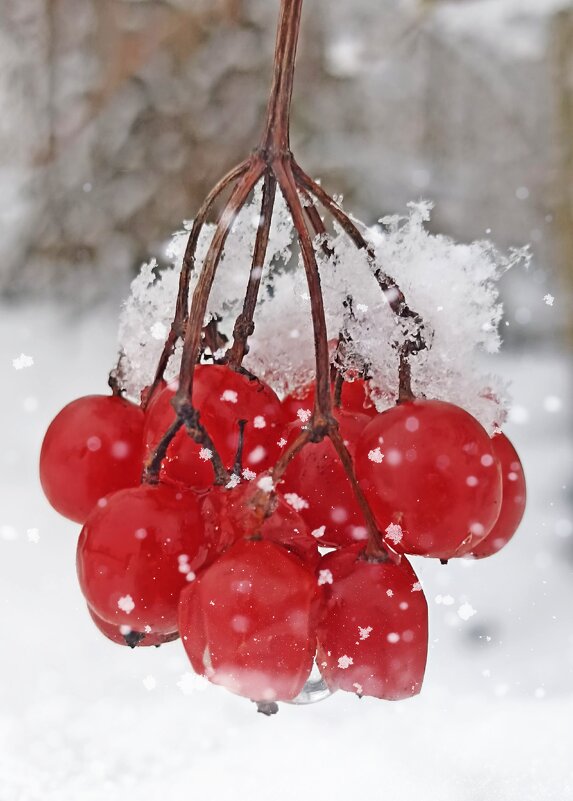 Калинка - Светлана Кузнецова