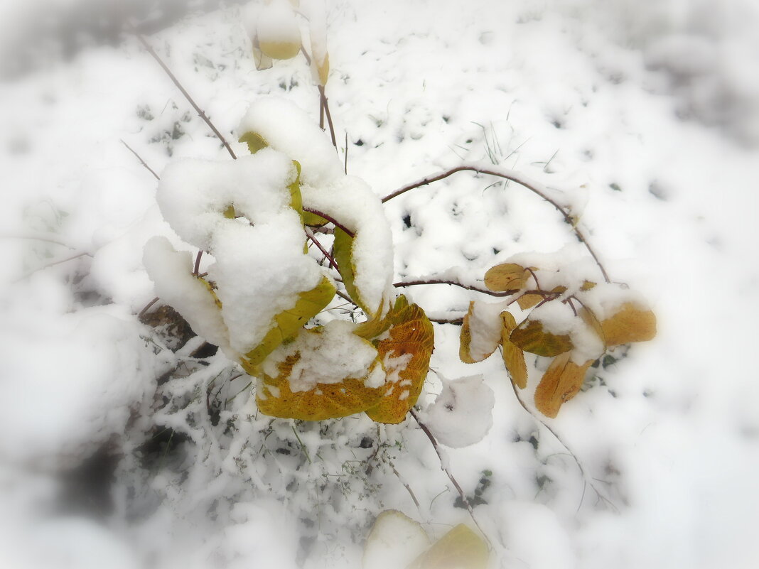 Снежное покрывало - Ирина Олехнович