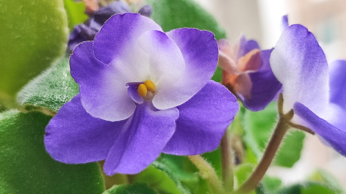 ,,, - Сергей Тимоновский