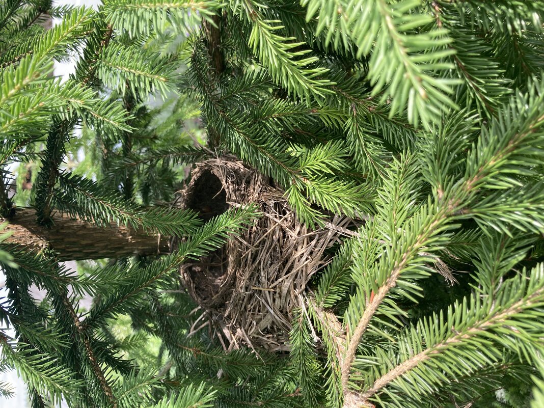 Гнездышко - Ольга Савельева Гнездышко - Ольга Савельева