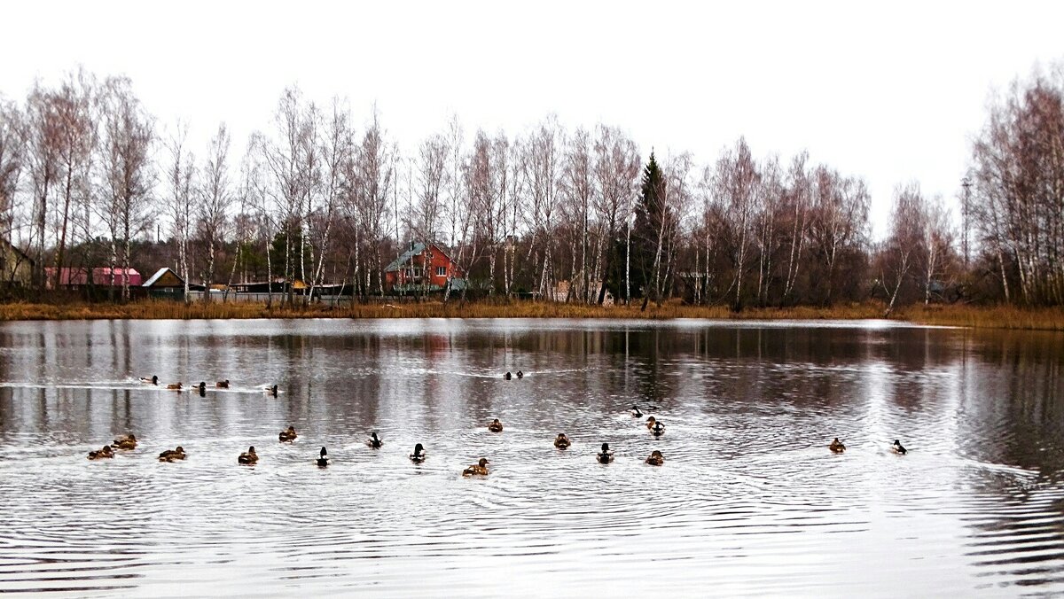 Утки плывут за угощением. - Милешкин Владимир Алексеевич Утки плывут за угощением. - Милешкин Владимир Алексеевич