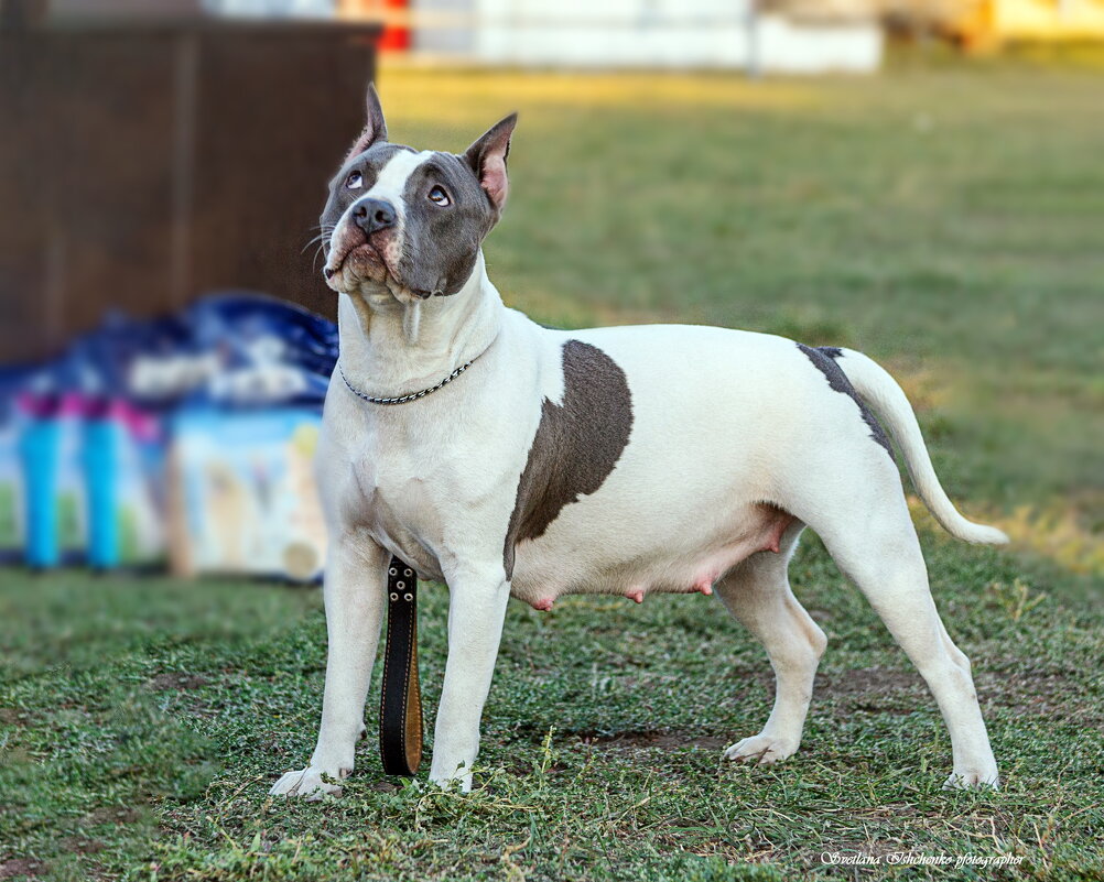 Американский стаффордширский терьер. - Светлана Ищенко Американский стаффордширский терьер. - Светлана Ищенко