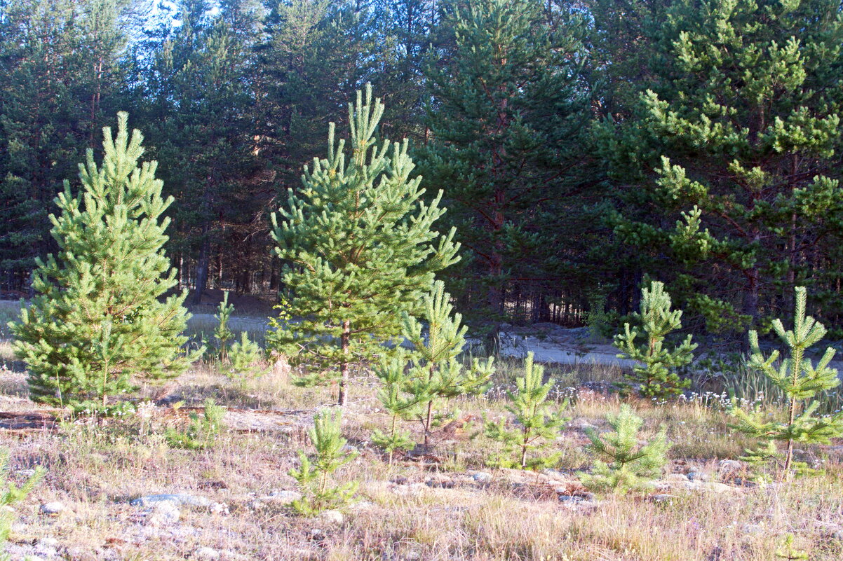 Сосенки. - ВикТор Быстров Сосенки. - ВикТор Быстров