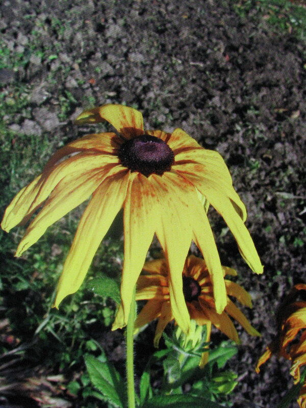 Доцветает рудбекия - Людмила Смородинская