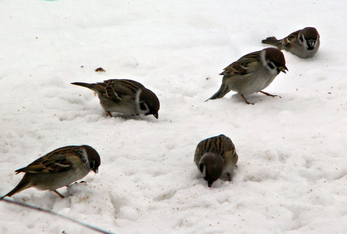Живность - Роман Савоцкий