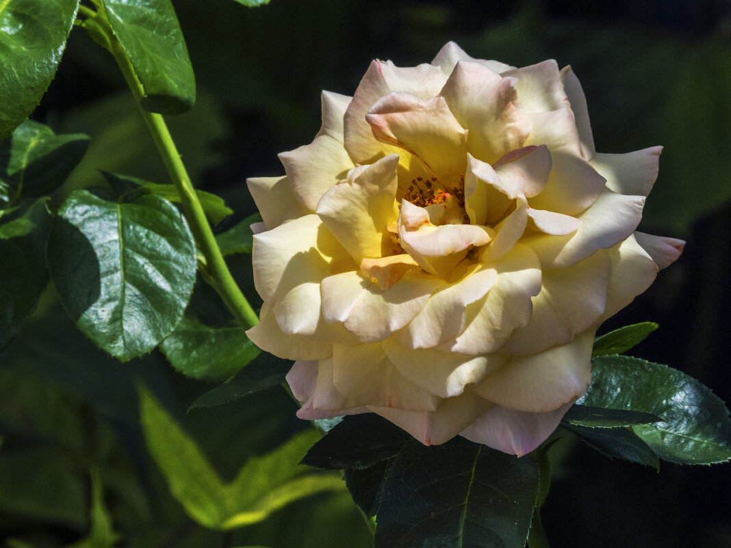 Глория Дей - Валентин Семчишин