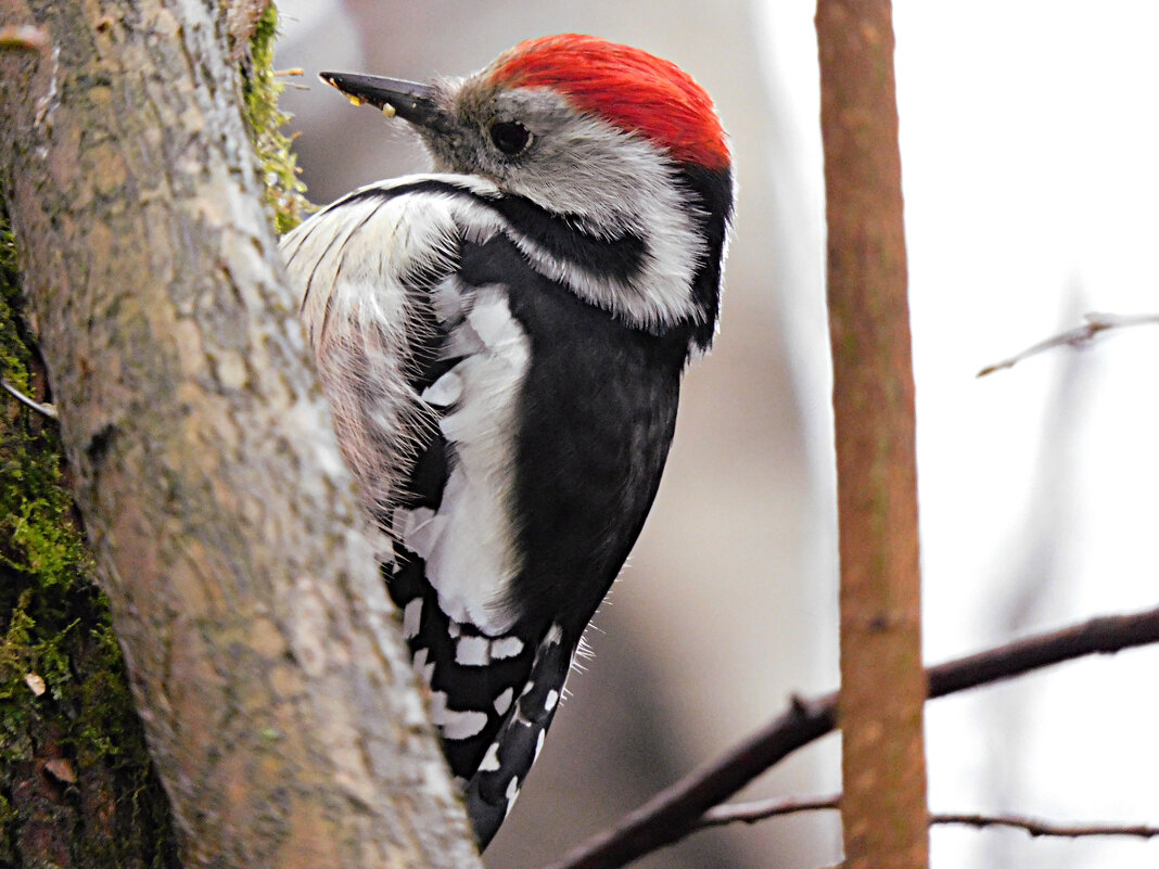 Средний пёстрый дятел - Лина 