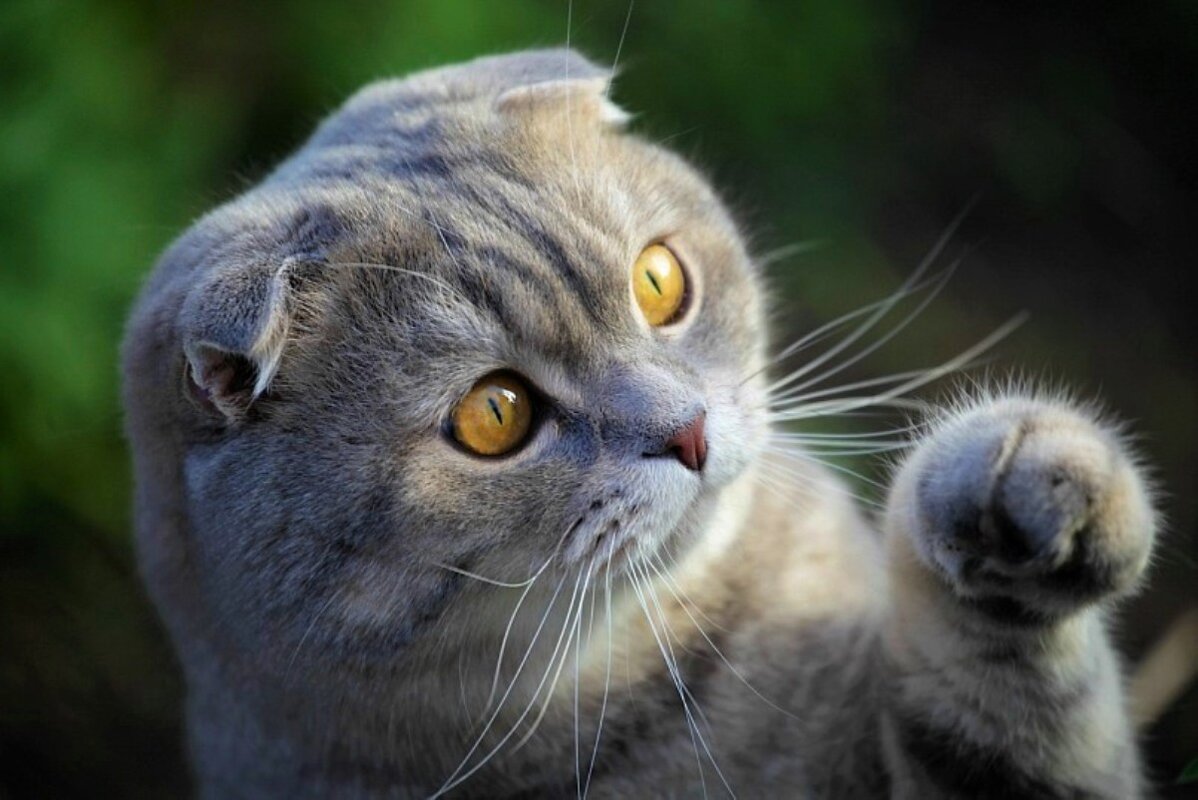 Тарасик - Галина Нестратова