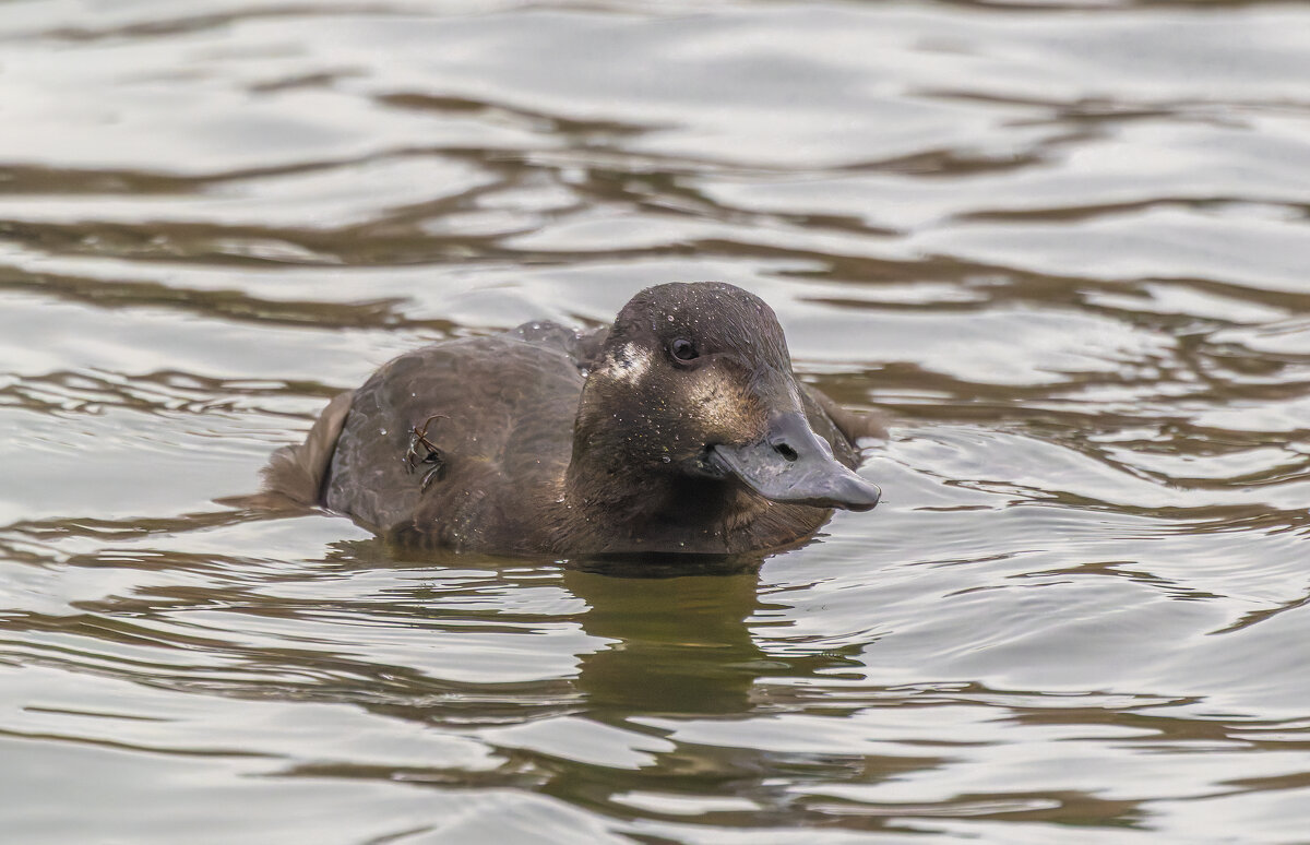 турпан. - юрий макаров