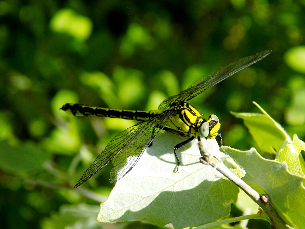 В подлеске - Константин Штарк В подлеске - Константин Штарк