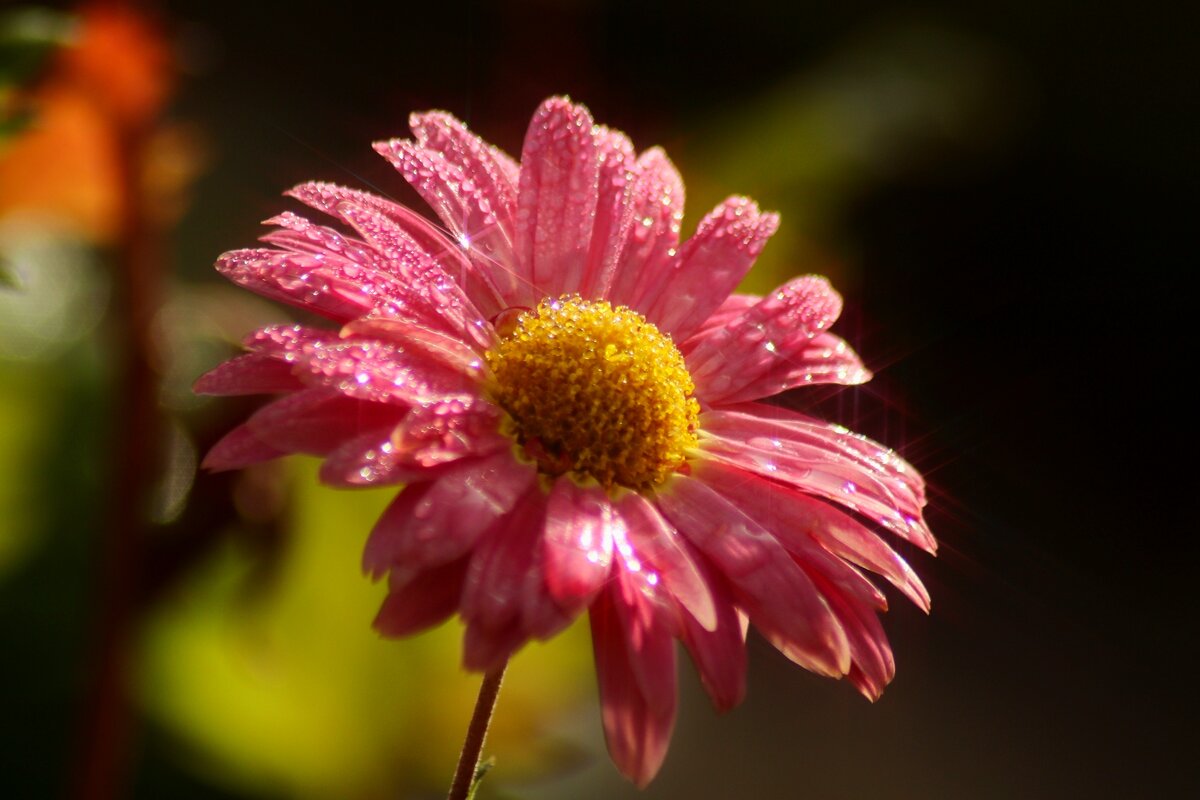 Доброе утро - Юрий. Шмаков Доброе утро - Юрий. Шмаков