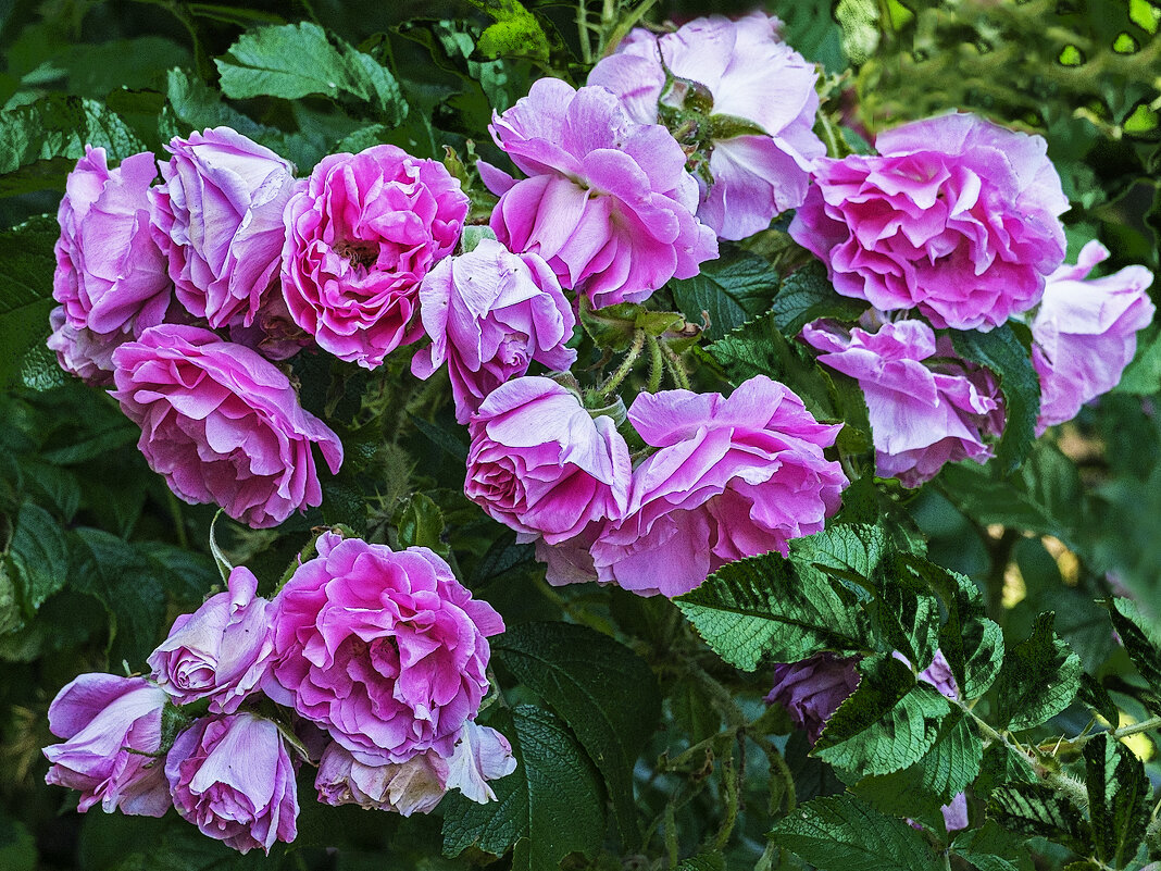 *** - Александр 