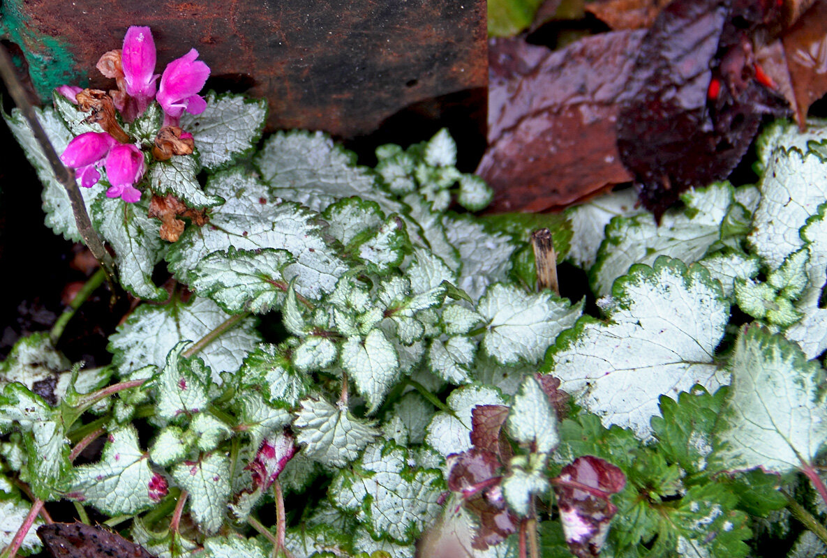 8 дакабря 2025 года в Самаре. Триптих. Часть1. - MILAV V