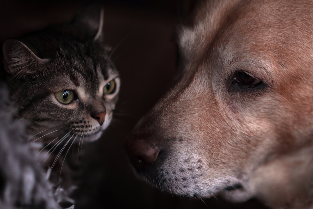 ... - Игорь Хижняк ... - Игорь Хижняк