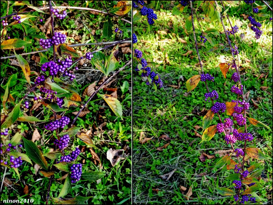 Адлер. Дендропарк "Южные культуры" - Нина Бутко