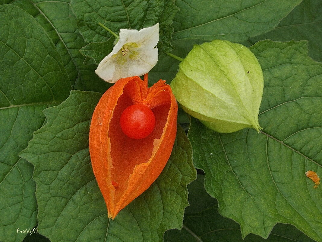 Три стадии развития физалиса - Freddy 97